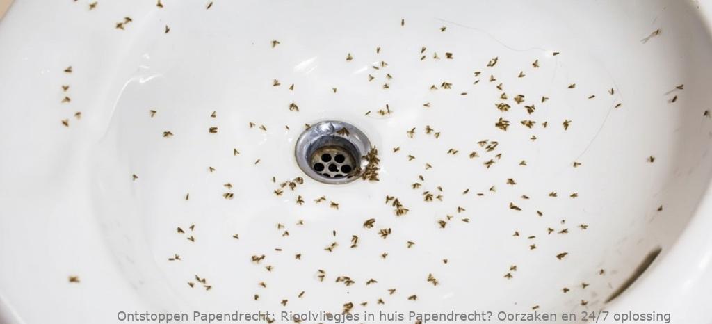 Rioolvliegjes in huis Papendrecht? Oorzaken en 24/7 oplossing